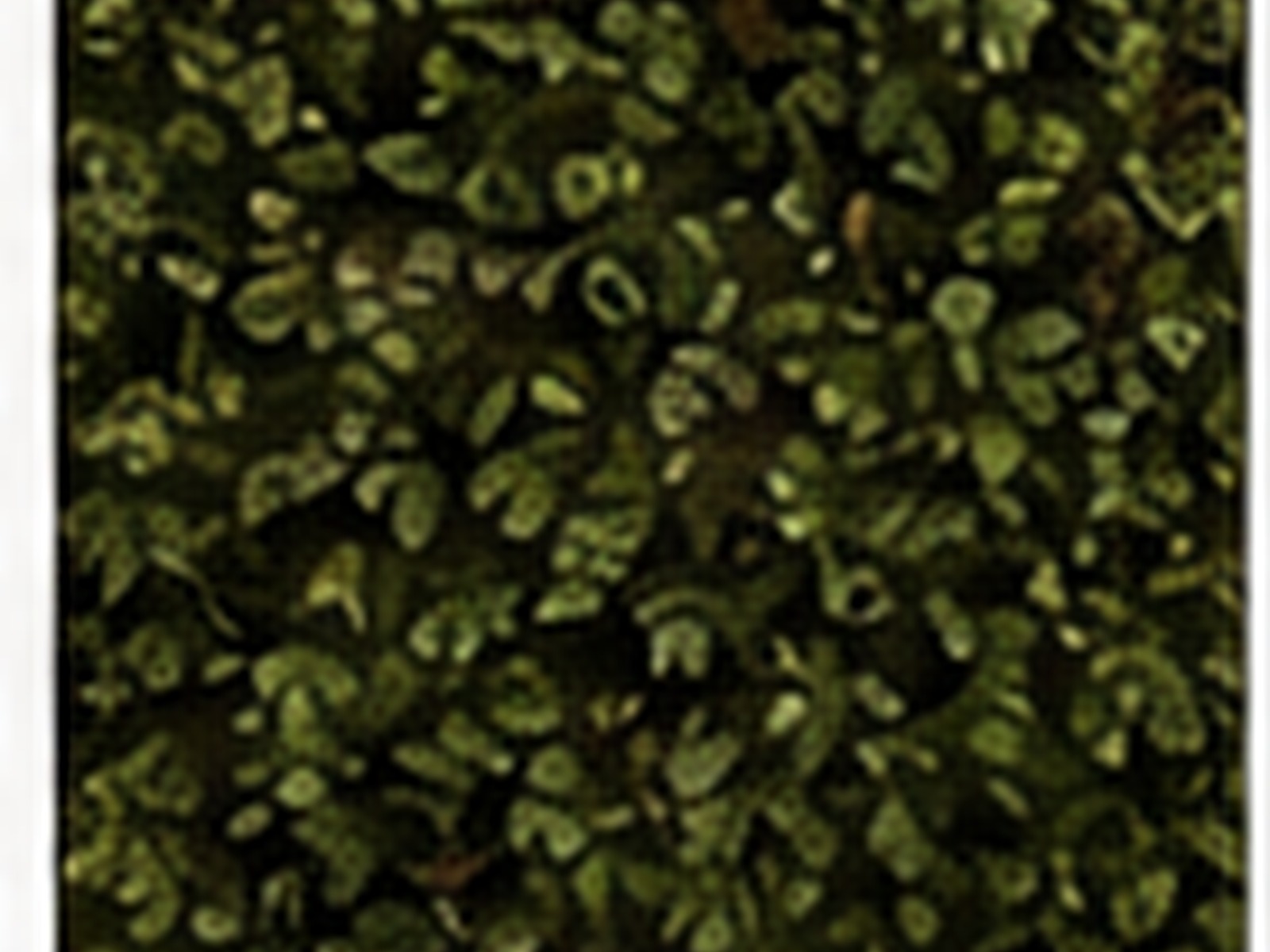 Greenery Wall photo booth backdrop
