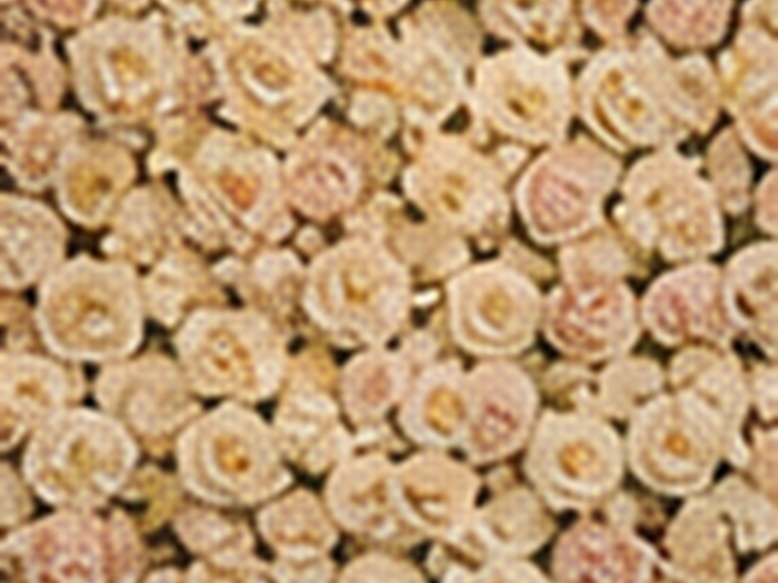 White Flower Wall photo booth backdrop